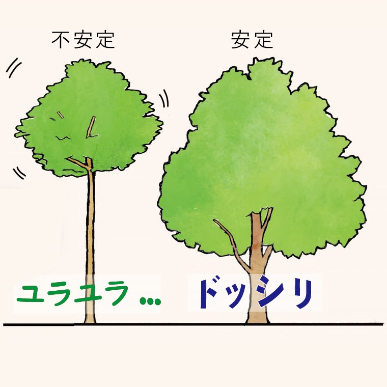 街の樹木NewsLetter Vol.11　8月号 「樹木の安全点検－台風で倒れやすい木」