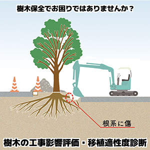 樹木の工事影響評価・移植適性度診断